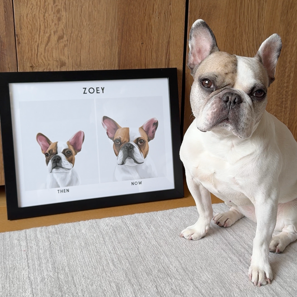 Retrato de mascota (Antes y Despues)